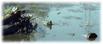 Example content image